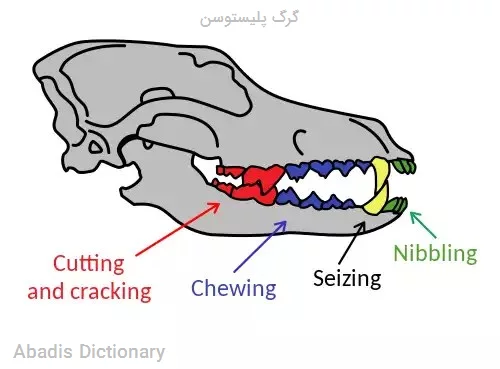 گرگ پلیستوسن